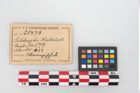 Foto von Bronzebreitrandschale (NHMW-PRAE-025473)